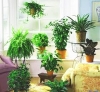 Какие комнатные растения очищяют воздух? 
Автор: Александр Смирнов
